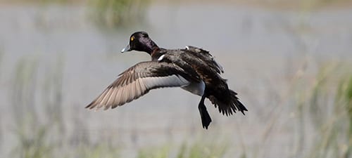 Once you get a RNDU with a good wing you can see their wingstripe is gray all the way out, easily separating it from either scaup. The back of their purple head tends too be a bit notched and smaller than a scaup’s head. These are very common ducks wintering in the southern lakes, and better on the table than most diving ducks. They and the next three species are called “bay ducks” and have wingstripes, though not always sharply defined.