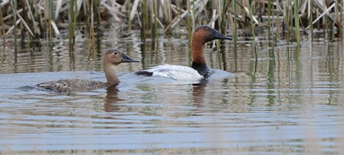 Canvasbacks and some other diving ducks breed in freshwater but often winter in salt water, from the Gulf of Mexico up the Atlantic and sometimes the Pacific. Diving ducks are like grebes in that they go underwater with their heavier bodies and usually take food that’s animalian, not the vegetable matter dabbling ducks take.