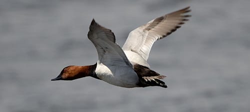 Diving ducks like this male Canvasback have large lung capacities for staying underwater and securing animalian food, often in the form of mussels. [Maybe that’s why they are such strong fliers???] Male Canvasbacks have light-colored backs and reddish heads, not the same shade as Redheads, tho. They are not shy about wintering in large, deep lakes in the Deep South.