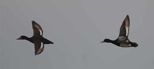 Scaups are the only bay ducks with white in their wingstripe, and Lessers only have half the wing white. Greaters, who nest in Canada and Alaska, are distinguished by the wing stripe extending well into the primaries. Their heads are also generally not very rounded like Greaters, but many folks still overlook Greaters in the Deep South winters.