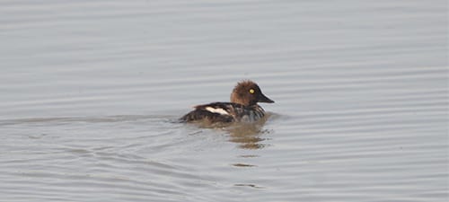 Diving ducks that don’t have wingstripes are called sea ducks and the goldeneye and tiny Bufflehead qualify. This is a female (sorry, dads) and I suspect she’s carrying a pellet from hunting season (sorry, mom). They and Buffleheads have white wingpatches like Gadwall but ride lower in the water, due to their greater weight.