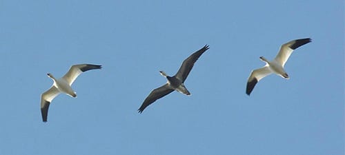 Way overhead the two color morphs of the Snow Goose head due north, heeding the ageold call of nature to replenish their species. Were the middle bird a hybrid between the two it would have a white belly, but these are “pure.” These birds breed almost entirely in northern Canada, not so much in Alaska. There are some just east of Prudhoe Bay, tho.