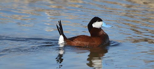 A diving ducks pretty unrelated to the other NA ducks is the Ruddy Duck, named for the reddish (ruddy) hue. A white cheek and blue bill make them pretty irresistible to the gals and their courtship antics make them look part frog. This and some other related species are called stiff-tailed ducks, a departure from other waterfowl.A diving ducks pretty unrelated to the other NA ducks is the Ruddy Duck, named for the reddish (ruddy) hue. A white cheek and blue bill make them pretty irresistible to the gals and their courtship antics make them look part frog. This and some other related species are called stiff-tailed ducks, a departure from other waterfowl.