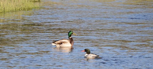 Mergansers are our only fish-eating ducks, and you can see how these divers are shaped compared to dabbling ducks like Mallards. They seem to be green-headed friends in the Yellowstone River, tho they eat entirely different foods. Mergansers have long, serrate bills for grabbing f ish and fair ly long bodies. Oh, this one’s a Common Merganser.