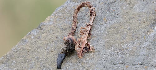 Some predator, perhaps a harrier, left this carcass of a duck behind on this rock, having picked the meat down to the bone. Birds don’t have huge skeletons, and most of their bones are hollow to make them more lightweight. Judging from the face, this is a female (sorry, but it IS Father’s Day), and the black bill could indicate a hen Mallard. Happy Father’s Day to all you drakes. 