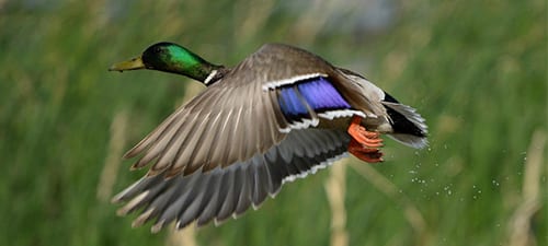 Here’s a male Mallard showing off his white-bordered speculum as he takes off, orangered feet behind and green head in front. Several of our ducks have green heads but very few have specula bordered by white (see Steller’s Eider). If you wonder how ducks can fly with the speed and agility they possess, just look at those long, narrow, pointed wings.