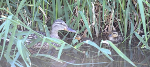 At lower elevations female ducks already had ducklings, and this Mallard hen is hidden well in the marsh grass. The line through the eyes of the hen and young help hide the eye, a conspicuous field mark for predators. This hen has an awfully dark bill and could have a bit of somebody else’s blood in her.