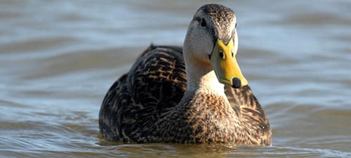 Just before I left I shot this Mottled Duck on the Island, a male due to the bill color. This species has little sexual dimorphism otherwise, although the guys tend to be a little larger and darker. They are unique in that they don’t fly north to breed, and also that they have so little dimorphism. They get really tame on Galveston!