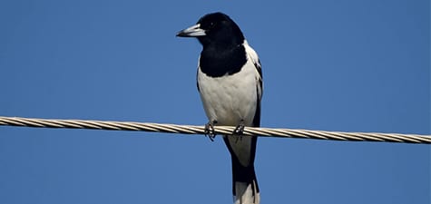 This butcherbird is one of many Australian birds with the adjective “pied” in its proper name. That designation means “black and white,” and the Pied Butcherbird is just that. The hook on the end of the beak may remind you of another bird with a vernacular name of “butcherbird,” the Loggerhead Shrike. They can both kill very effectively w/ that tool. Another term referring to black and white is “magpie.”