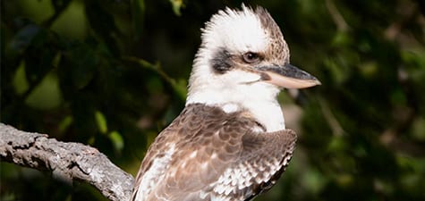 A handsome devil, the Laughing Kookaburra sits on any old tree it chooses, and is a bit more than merry to many smaller animals they invite for lunch. The bill is more than a match for the Aussie poisonous snakes and other birds leave them alone. There may be nothing more comical in the bird world than two of these chattering.