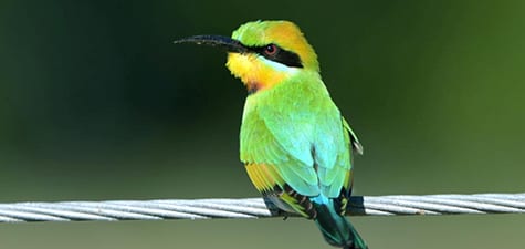 Bee-eaters are mostly found in Africa but the Rainbow Bee-eater is common over much of the Australian Continent. They not only grab stinging bees with their long bill, they beat them on limbs before swallowing them. In the interest of full disclosure, I was told Aussie bees have no stingers, but I’m not hive-grabbin’ yet.