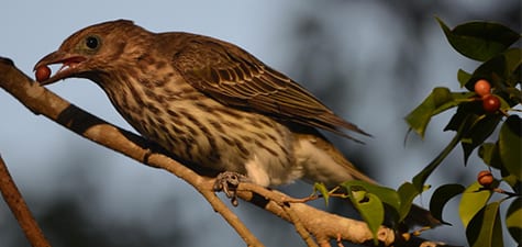 A relative of orioles, Figbirds are as frugivorous as they come. Often, trees almost sag with this species, as the next page will show. This is a female, but the males (especially) are polymorphic. For whatever reason, Australia has more variation in its birds than most places, and when I was learning the birds, it added an extra stumbling block. Below is a tree with fifteen Figbirds, only three of which are males.