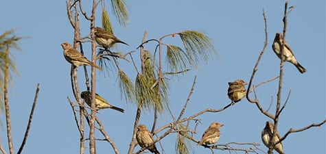 Medium-sized Songbirds-14