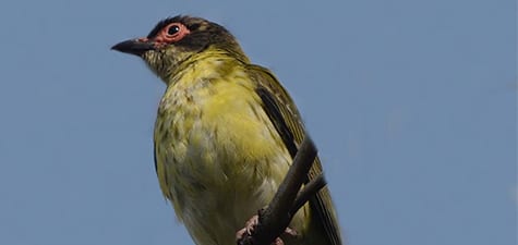 One of the things that confuse bird watchers with field identification is birds seen in their transitional plumage. This is a young male Figbird still carrying a hint of the stripes they had as juveniles (like females). Soon he will lose his stripes and become the attractive bird seen just below the center of the tree you just looked at.