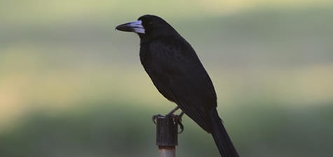 Here is another species, the Black Butcherbird.