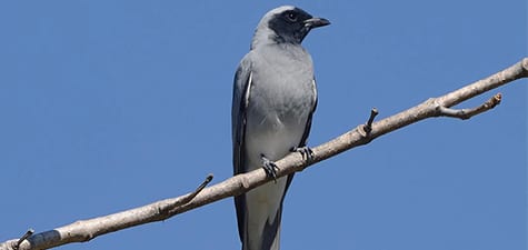 The Black-faced Cuckoo-shrike is a double compound name, not uncommon in Australia. This species is also quite polymorphic, with several variations to this look. Names like cuckoo-shrike came from the white settlers trying to pigeonhole Australian birds into the same taxa they knew in Europe, instead of recognizing them as new groups entirely.