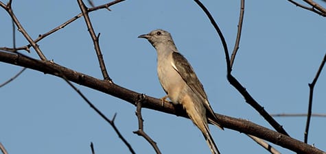 The Brush Cuckoo is one of several brood parasites in Australia, laying eggs in cupshaped nests of warblers, etc., in the spring (October). Many arrive from further north in their spring but others are residents in northern Australia, where it doesn’t get cold in winter. However, being closer to the Equator, their migration isn’t as obvious as ours.