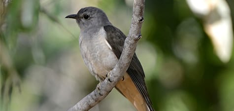 Another Brush Cuckoo, showing the variation it and others are famous for. As for nest parasitism, it really isn’t such a problem as their numbers are fairly stable. With cowbirds in the New World, the problem began with agr iculture, as the numbers of cowbirds went way up and nest parasitism became epidemic. New World cuckoos like Yellow-billed do not parasitize other species’ nests.