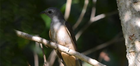 The Fan-tailed Cuckoo parasitizes smaller birds such as warblers and wrens, and is one of the famous examples of baby birds quickly outgrowing their parents. [I’m sure you moms out there with six-feet-plus sons understand.] Their tail makes them a dead giveaway, like in a will. This species stays fairly close to the ground, for whatever reason???