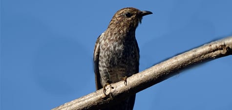 Juvenile birds of many groups are brownish w/ bars, streaks or whatever. This Fan-tailed Cuckoo is a first-year bird and only the shape resembles the adult bird on the previous page. They don’t need their nice colors because they don’t court, and don’t really have the equipment to mate. Besides, kids shouldn’t do that.