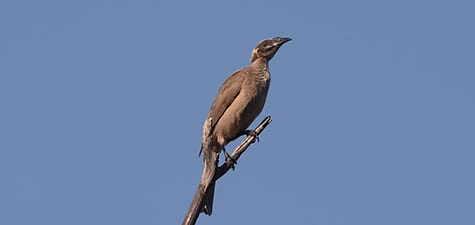 Four species of Friarbirds inhabit Australia and not a one has won a beauty contest yet. The bare heads allow them to feed inside fruit and their loud calls may be heard for quite some distance. Like orioles and tanagers (etc.) they eat mostly fruit but must feed bugs to their chicks for the protein.