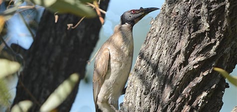 Noisy Friarbirds are just that, and sport a small knob on the bill, though smaller than some other friarbirds. Their red eyes help them to see in low light, and possibly give them some extra frightening power (as some have suggested). All I can say is, after looking at their colors and head, they must have something attractive or the group would go extinct.