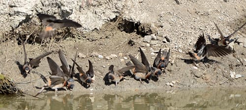 Here a congregation of Cliff Swallows is scooping up mud to pack their nests. They always have their wings up, as if in readiness to fly. Many aerial species are at their most vulnerable point on the ground. The presence of water not only gives them mud, it also increases the chances there are insects in the area.