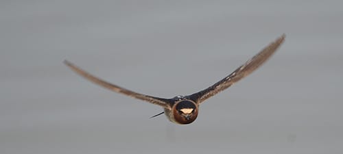 Here’s a Cliff Swallow heading straight for you!