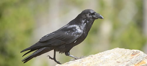 Common Ravens are our largest and most intelligent songbirds. They are much larger than crows with a shaggy neck and V-shaped tail. Their beak curves down a bit, as you can tell from the picture below. They tend to be wary of humans, but like crows, they are smart enough to know when they are safe, and may be ridiculously tame. The “nostrils” are covered with bristles, and actually “nares.” It is NOT spelled “nair,” but I did find some pretty funny entries under nair in Google.