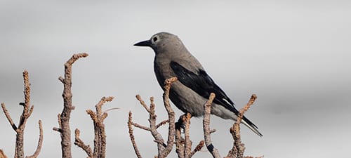 Clark’s Nutcrackers are also corvids (like jays and crows) and fairly tame where people are enjoying parks and such. Their habit of burying nuts goes a long way to planting trees and aiding the forest in a mutualistic sort of way. They tend to be gregarious and roam the mountains from one treetop to another. My friend Len now has me wondering which “Clark” they were named after, when my grebe hypothesis for Lewis and Clark ran amuck. Len, you really know how to hurt a guy.