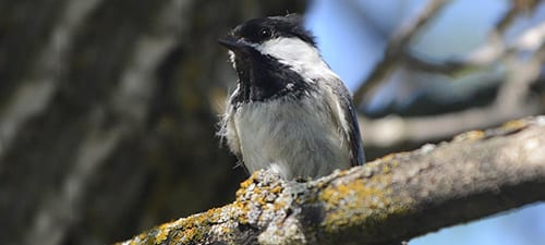 North and west of our Carolina Chickadees the Black-capped Chickadee ranges all the way to Alaska. This one needs to find a chicken and borrow a comb, but going in and out of cavities has its price. Check the field guide and their cheek to see the difference, but I am told the range of the Carolina’s moving northward, doubtlessly due to climate change.