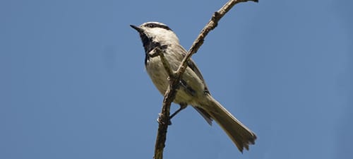 Not your mother’s chickadeedeedee, this Mountain Chickadee is told by the white stripe over his eye. If you were from England, you’d recognize the similar ity to the tits found on the other side of the pond. We call the family of titmice and chickadees tits, but they use the term also for the species names.