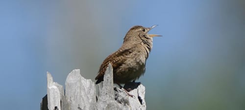 House Wrens are very common over much of Inland America, especially from the Great Plains westward. They are ecologically separated from the Carolina by preferring more open areas, although Vernon Puppies now has Carolina breeding where I once shot a House Wren singing years ago. Of course, if the trees thicken, that ecological change may fuel the takeover of another species.