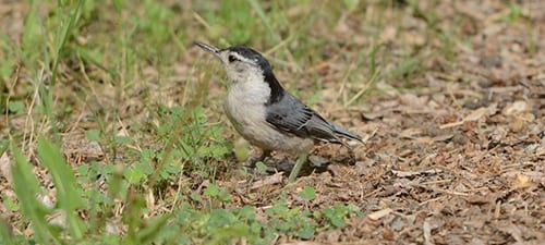 White-breasted Nuthatches often go to the ground for seeds and such, but are dead meat if a hawk comes along. Nuthatches are poor fliers with their short, rounded wings, and when caught away from their cavities, they’ll pay the piper. Notice the chisel-like bill as they rip a lot of insects out of the bark.