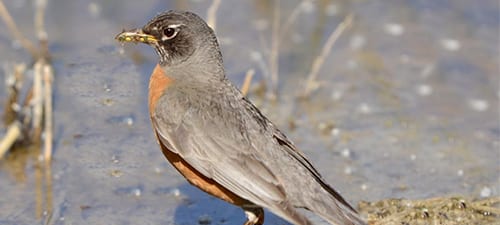 Thrushes are great singers with large, rounded heads, large eyes and fat bodies. They are fairly large songbirds. This sharp male American Robin is gathering ants and such for his chicks, maybe wishing he could take a sip of water while he’s there. Robins are certainly in no trouble as they are expanding their population & range, even well inside the Arctic.