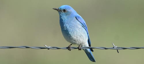 My favorite thrushes are bluebirds (right, David?) and these Mountain Bluebirds are just lovely with their sky blue front. The other two species (Eastern and Western) have the reddish chests, which ain’t bad. The bluebirds in the Old World are not of this group, but no less beautiful (like the Fairy Bluebird) (related to Leafbirds).