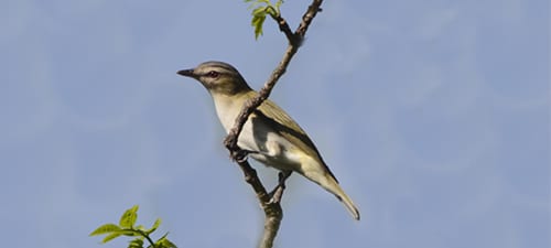 Red-eyed Vireos stretch their range well into the West, but are always easily recognized by the vireo bill, dark like through the eye and gray crown. The Plumbeous Vireo below is common in wooded canyons over much of the American West, and used to be the same species (Solitary) as our current Blue-headed and Cassin’s Vireo.