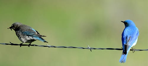 Bluebirds are best viewed from behind, and besides, they wouldn’t turn around!