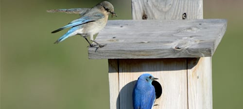 Red Rock Lakes NWR has done a great job building houses for its various birds, and they also tend to get tamer “at home.” He just popped the bug to a chick and she stands ready. As thrushes, bluebirds are excellent fliers, with most being fairly migratory. They eat a lot of berries but need to feed bugs to the chicks for protein – growth and repair.