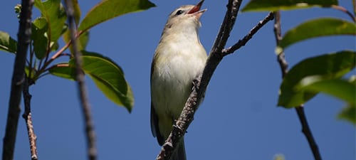 Warbling Vireos are probably more easily seen in the migration than they are in the breeding season. Still, you can sometimes spot one singing in the mid to upper canopy, with typical lazy vireo music. Note the virtual absence of field marks, but the light supercilium and darker eyestripe is visible – even in this terrible angle!