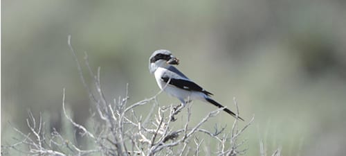 Loggerhead Shrikes often breed in the same territory as Northern Shrikes winter. They eat more arthropods in summer, like this cicada (?) this bird is carrying. They prefer dry country and their color suits them with dead sticks and such. When they go south for the winter, and Northerns come to take their places, both diets switch to birds and mammals.