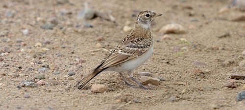 Juvenile Horned Larks give a lot of people fits as they hardly resemble their parents at all. Notice the beak, which is neither as thick as conical birds, nor as thin as insectivorous species. They also make many of the same high-pitched chips as the adult larks. As I’ve pointed out in other PDFs recently, notice/imagine how well the bird would camouflage from on high.