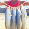 Topwaters baby- informed Rollover angler Henri Fontenot after catching this nice mess of trout in the surf