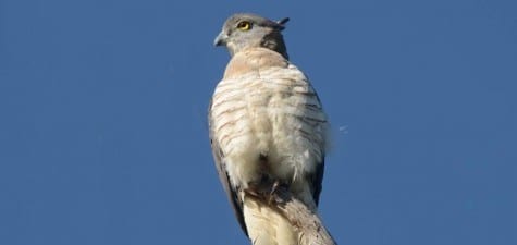 The highly-variable Pacific Baza really doesn’t fit well into any group we are familiar with, from buteos to accipiters, but is quite successful picking off lowly vertebrates in Australia. Few raptors have crests or topknots, and their tame, abiding nature is a good testament to the few Aussies that would shoot such a creature.