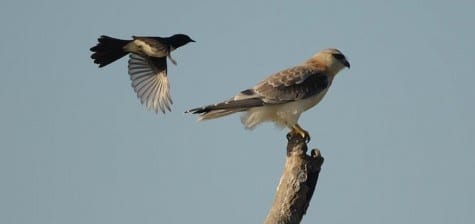 Young Black-shouldered Kites are buffy, like many young hawks, but being birds of prey, they attract a lot of attention. Willie Wagtail (don’t make fun of them!) doesn’t care for raptors and they often leave the ground and harass hawks until they rid the area of them. Do you think Little Willie would dare touch this mighty raptor? 