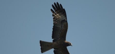 A scarce hawk (and hard bird to show a guide’s clients!) is the Square-tailed Kite. This one dropped in down in the coastal plain, not common for this Tableland species. Note the whitish face and long wings, both typical of this bird. They have thicker wings than the abundant Whistling and Black Kites, allowing them to catch more thermals.