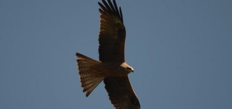 Young square-tails are browner, a common color for immature raptors.