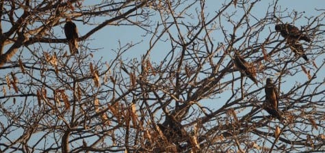 Black Kites are very numerous in the Outback and roost together in large numbers. Here is a roost starting at around 5 pm. It is a curious thing how so many dead Whistling Kites are on the roads but very few Blacks. They are easily separated by the deep fork in the tail of these Black Kites.