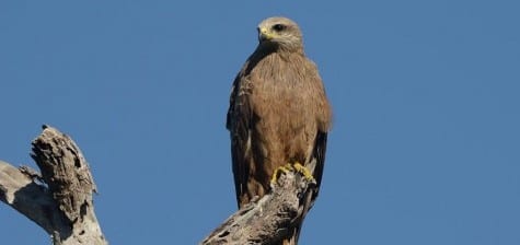 Black Kites are very dark with a slightly whitish face, a bit like the previous bird. They can be extremely common in many areas, often in flocks of several dozen. You can see the wings are not longer than the tail, whereas the previous kite’s wings are much longer. Black Kites are also found in other areas, such as Africa.