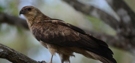 A very common raptor is the poor Whistling Kite, who becomes road pizza at a frequent rate as it flocks to carrion itself. For some reason, Black Kites are either more wary or smarter! They are so common I forgot to shoot a flying bird for you, and only popped this one today because it dared me to! Even the adults are brown (ugly) and tame.